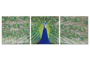 Modrest Peacock 3-Panel Photo on Canvas